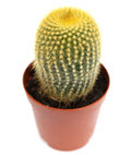 2'' Cactus Leninghausii